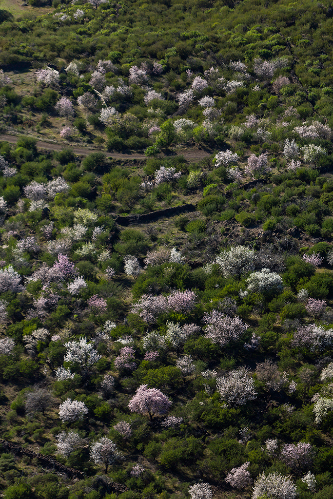 Paisaje De La Ruta Del Almendro En Flor